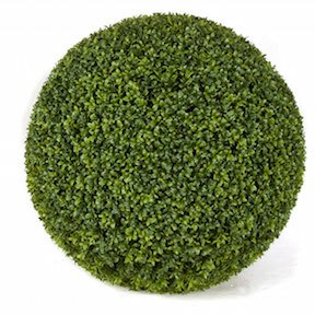 24 inch Diameter American Boxwood Ball Topiary